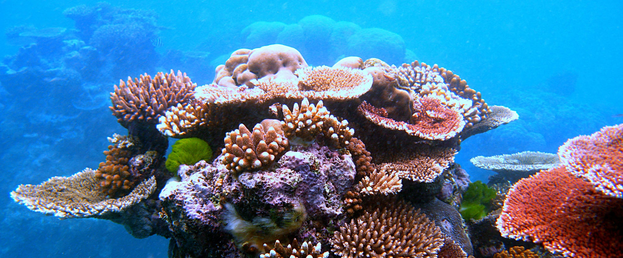 récif corail