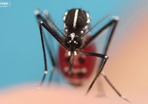 Aedes albopictus - Crédit Photo : TIGER 