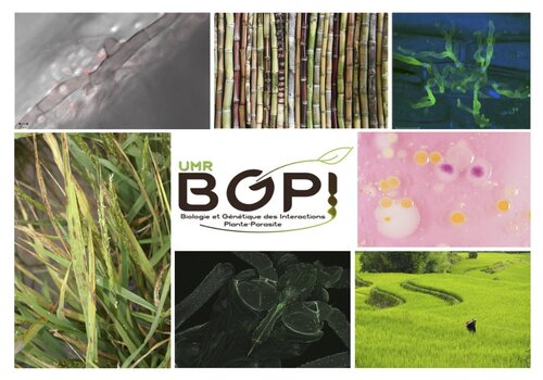 Laboratoire BGPI : Interactions Plantes / Microbes