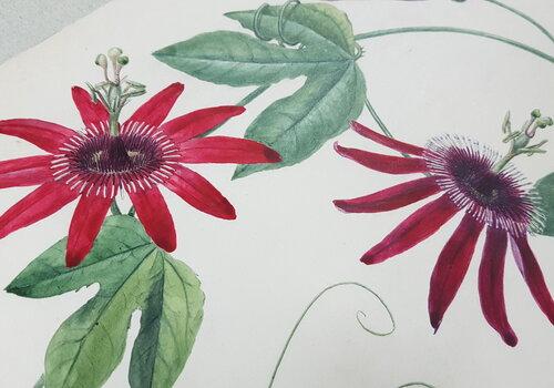 Aquarelle de passiflore réalisée par Aurélie Hénon en 1856 Aquarelle de passiflore réalisée par Aurélie Hénon en 1856