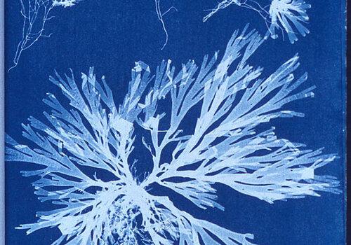 Cyanotype de l'algue brune Dictyota dichotoma