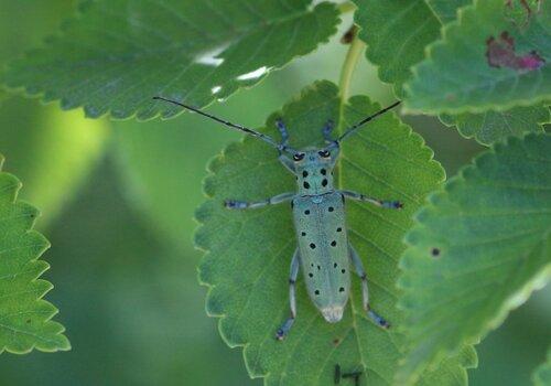 Saperda punctata - La Saperde turquoise est un insecte coléoptère longicorne de la famille des Cerambycidae 