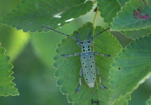 Saperda punctata Saperda punctata - La Saperde turquoise est un insecte coléoptère longicorne de la famille des Cerambycidae