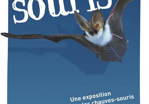 Le monde renversant des chauves-souris