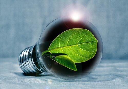 Une plante dans une ampoule pour représenter l'énergie durable