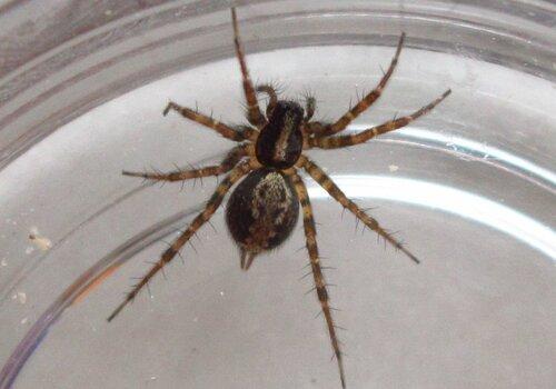 Une araignée, avec ses 8 pattes, prête à être observée