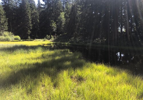 photo d'une tourbière