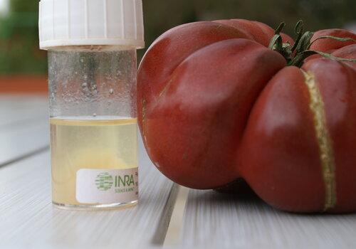 Extrait d' ADN de tomate et tomate