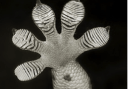 Patte de gecko dont on voit les sortes de "ventouses" qui leur permettent de s'accorcher aux surfaces
