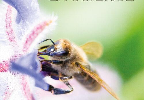 Photo abeille en gros plan sur une fleur, avec le titre "la nature source d'inspiration pour la science"