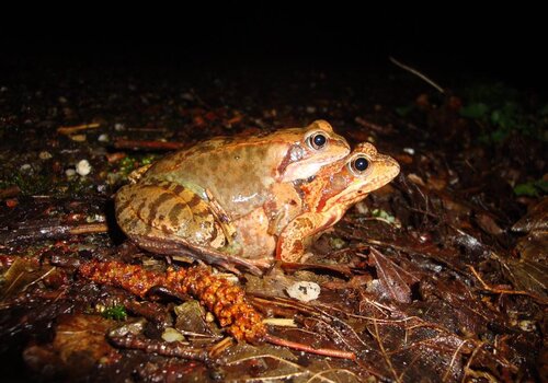 Qui sont les amphibiens de Lorraine ?