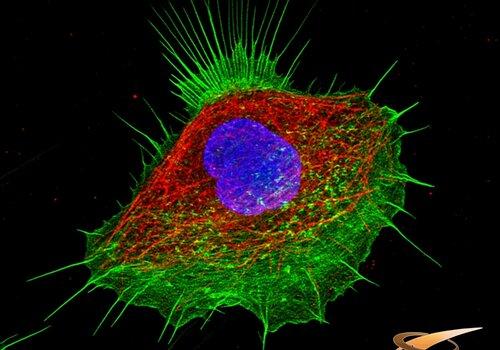 photo d'une cellules humaine montrant le cytosquelette (vert et rouge) et le noyau (bleu)