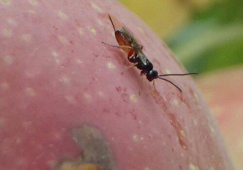 Mastrus ridens, parasitoïde du carpocapse de la pomme