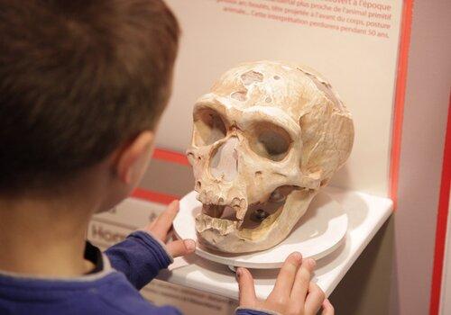 Expositions du musée de Préhistoire et Géologie de Sciez Photo d'un enfant découvrant un crâne exposé au musée de Préhistoire et Géologie de Sciez