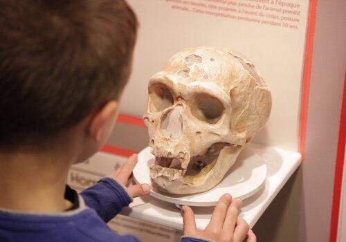 Photo d'un enfant découvrant un crâne exposé au musée de Préhistoire et Géologie de Sciez