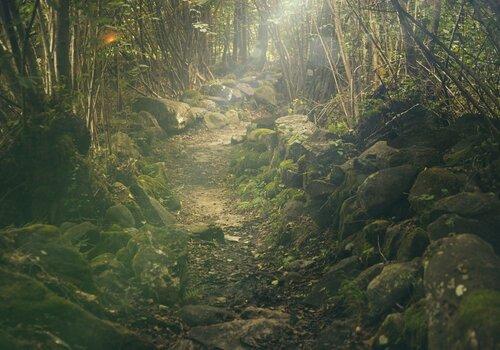 Forêt Forêt et chemin
