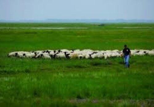 Baie de Somme - moutons des prés salés