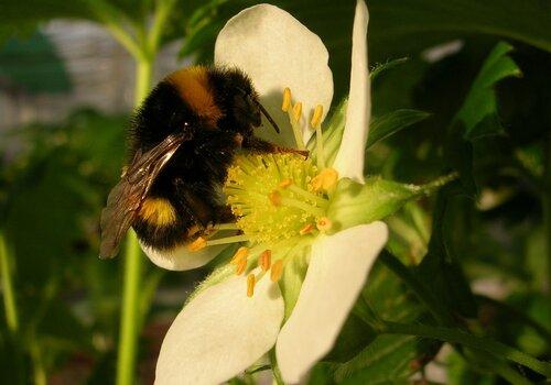 L'utilisation des insectes pour une agriculture raisonnée.