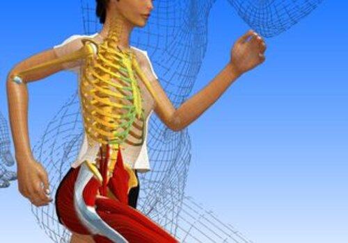 anatomie du corps humain