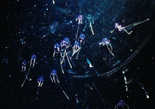 Bioluminescence chez les méduses