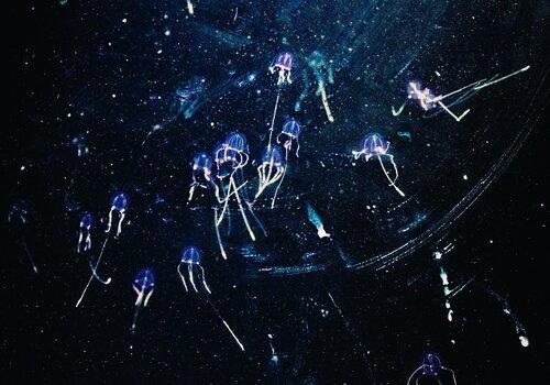Variations sur la lumière Bioluminescence chez les méduses