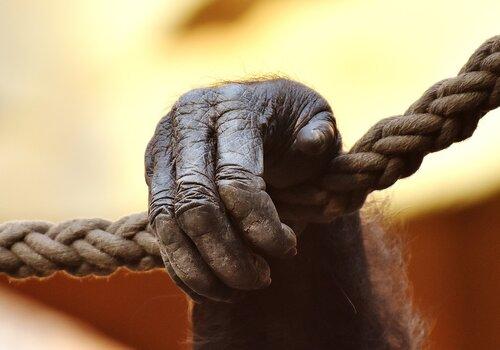 main de singe tenant une corde