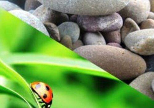 coccinnelle et cailloux
