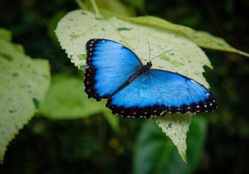 papillon sur une feuille