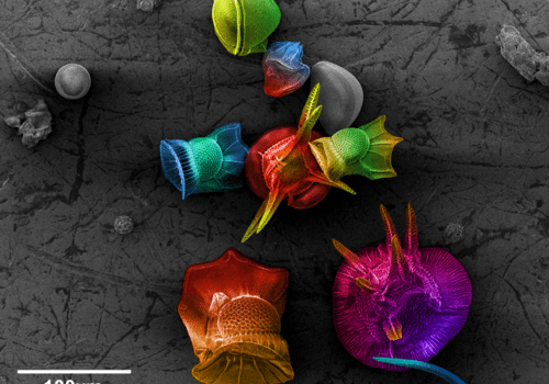 Microcosme dans une goutte de mer
