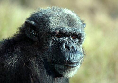 chimpanzé