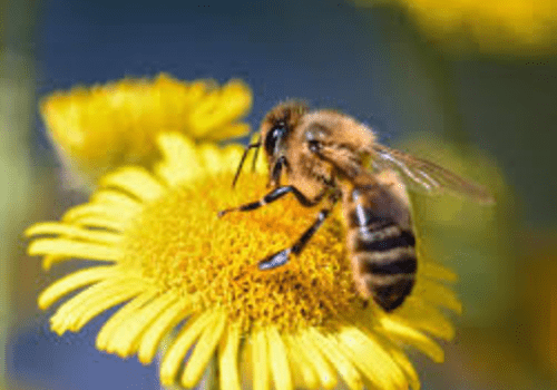 La vie des abeilles