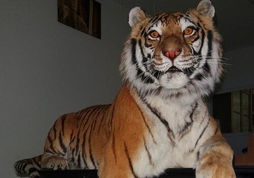 Laïca, la tigresse de Sibérie