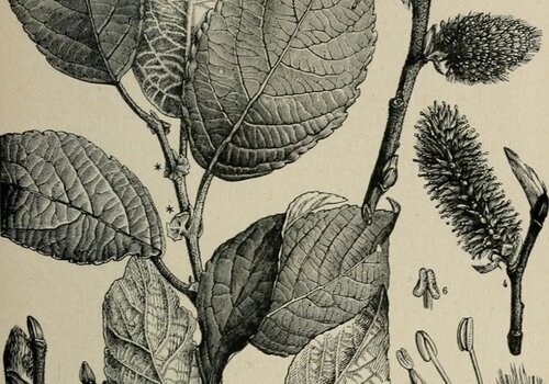 Planche de dessins de plantes en noir et blanc