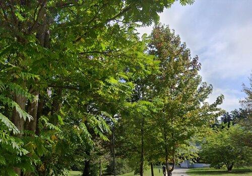 Les beaux arbres du Parc Montaury à Anglet