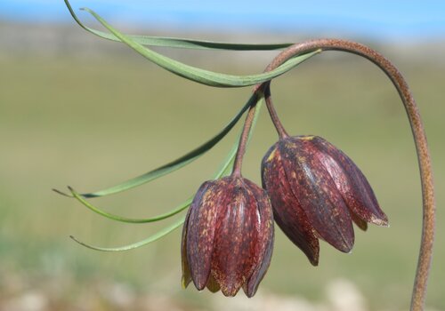Fritillaria montana Fritillaria montana