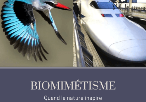 Biomimétisme, quand la nous inspire | Fête de la science