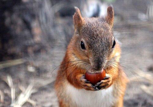 écureuil qui mange une noisette