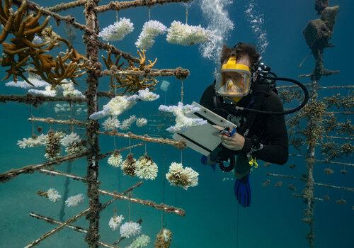 Dans le cadre d'une collaboration scientifique franco-américaine, le CRIOBE s’intéresse à la restauration des récifs coralliens par la transplantation de coraux résistants au changement globaux . Sur la photo, un technicien du CRIOBE conserve les fragments de corail transplantés pleine eau pour former ce que les chercheurs appellent un « arbre de corail ».