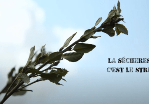 La sécheresse, c'est le stress La sécheresse, c'est le stress