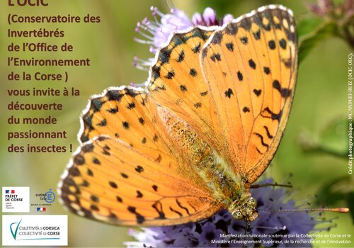 Affiche Animations du 9 au 13 novembre 2020 (en média, le papillon Fabriciana elisa)