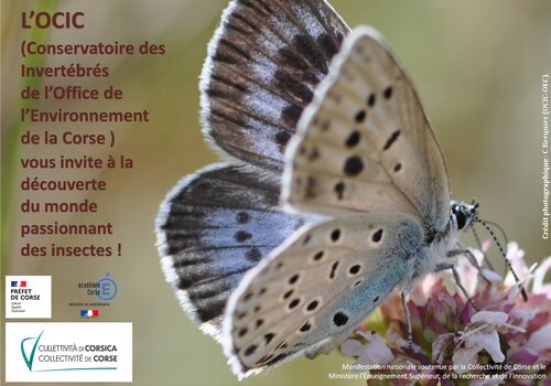 Affiche Webinaire du 6 novembre 2020 de 10H à 12H Affiche Webinaire du 6 novembre 2020 de 10H à 12H (en média, le papillon Maculinea arion)
