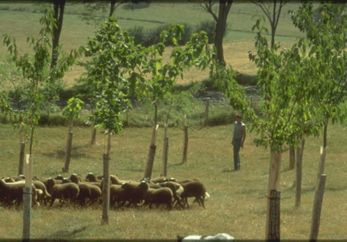 Jeune plantation d'arbres en agroforesterie