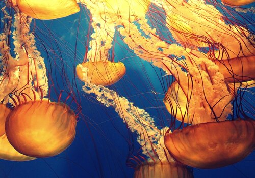 Plongée dans les abysses... Plongée dans les abysses...