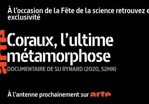 Coraux, l'ultime métamorphose Coraux, l'ultime métamorphose