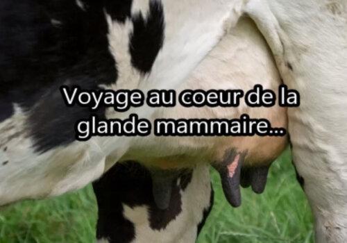 Glande mammaire image Glande mammaire