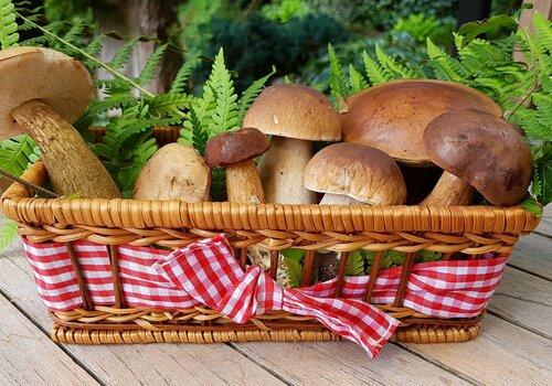 Panier de champignons