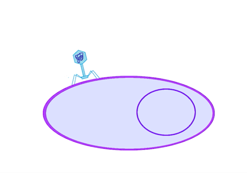 Schéma d'un phage