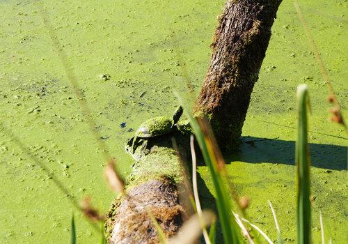 Observation d'une Cistude d'Europe, tortue de Brenne