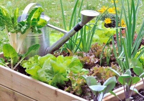 Jardin connecté Jardin conecté