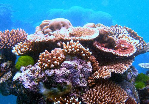 Récif corail